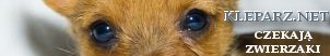 Koty, koteczki, adopcje kot�w, karam dla kot�w, dla kot�w, Kuchnia, przepisy, gastronomia ,loklae, warszawa, KRak�w , T�umacz niemieckiego , szko�a jezyk�w obcych Krak�w e-learing, t�umaczenia niemiecki Kazania i homilie